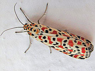 Punktbr  Utetheisa pulchella  Crimson-speckled Moth
