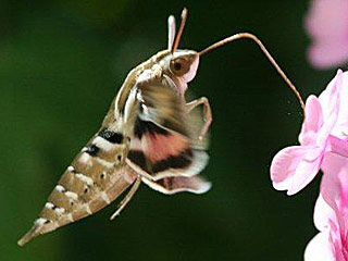 Linienschwrmer Hyles livornica Striped Hawk-moth Wanderfalter migration