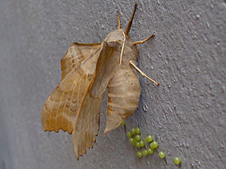 Weibchen Pappelschwrmer Laothoe populi Poplar Hawk-moth