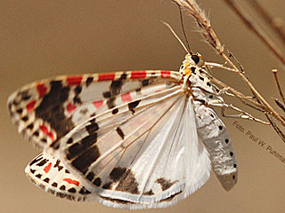 Utetheisa pulchella  Punktbr  Grassteppenbr  Crimson-speckled Moth