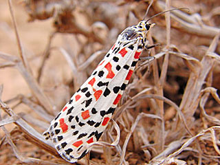 Utetheisa pulchella  Punktbr  Grassteppenbr  Crimson-speckled Moth