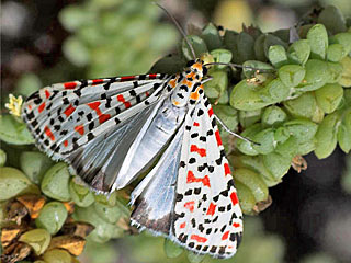 Utetheisa pulchelle Punktbr  Grassteppenschnbr Crimson-speckled Moth