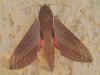 Theretra alecto  Levant Hawk-moth Orientalischer Weinschwrmer