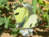 Elphinstonia charlonia Green Black-Tip