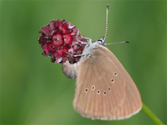 Schmetterling des Jahres 2026