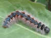 Raupe Eichen-Wollafter Eriogaster rimicola