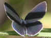 Weibchen Cupido lorquinii Lorquin's Blue