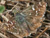 Weibchen Pyrgus armoricanus Zweibrtiger Wrfel-Dickkopffalter Oberthur's Grizzled Skipper