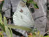 Pieris ergane Mountain Small White