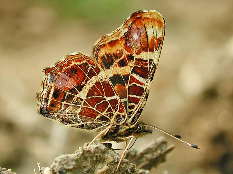  Landkrtchen  Araschnia levana   Map Butterfly 