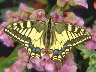 b05.jpg (20464 Byte), Schwalbenschwanz Papilio machaon