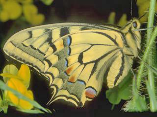 Schwalbenschwanz Papilio machaon Swallowtail   Unterseite