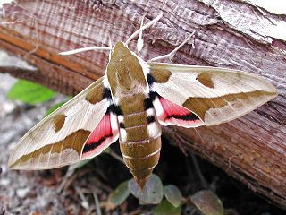 Wolfsmilchschwärmer Hyles euphorbiae Spurge Hawk-moth (18785 Byte)