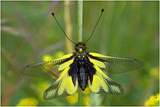 Libellen-Schmetterlingshaft Libelloides coccajus Ascalaphus libelluloides (10952 Byte)