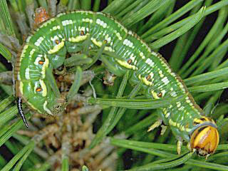 Raupe Kiefernschwrmer Hyloicus pinastri Pine Hawk-moth 