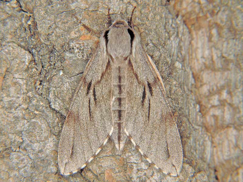 Sphinx pinastri  Kiefernschwrmer  Pine Hawk-moth