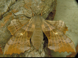 Pappelschwrmer Laothoe populi Poplar Hawk-moth (12829 Byte)