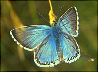 Silbergrüner Bläuling Polyommatus coridon Chalkhill Blue (14772 Byte)