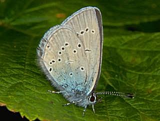 Zwerg-Bläuling Cupido minimus Small Blue (13414 Byte)