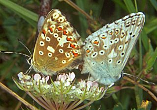 Paarung Silbergrüner Bläuling Chalkhill Blue Polyommatus coridon Lysandra (21647 Byte)