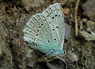 Männchen Zahnflügel-Bläuling männlich Meleageria daphnis Meleager's Blue