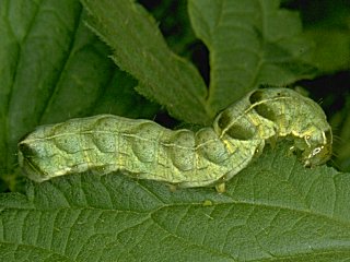 grüne Raupe Flohkrauteule  Melanchra  persicariae  Dot Moth  (21163 Byte)