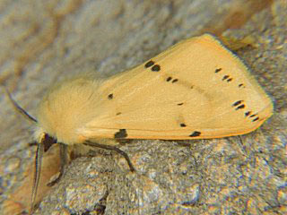 Gelber Fleckleibbr Gelbe Tigermotte Spilosoma luteum Buff Ermine (21739 Byte)