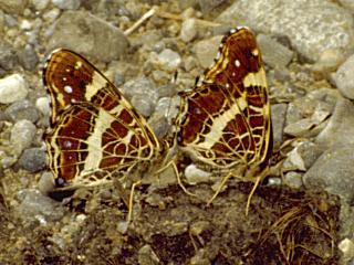 Landkärtchen   Araschnia levana   Map Butterfly  (23233 Byte)