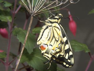 Schwalbenschwanz Papilio machaon Swallowtail   Falter beim Schlupf