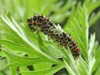Schwalbenschwanz Papilio machaon Swallowtail  Jungraupe