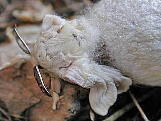 Schlpfender Seidenspinner Maulbeerspinner   Bombyx mori   Domestic Silkmoth