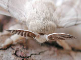Fhler zur Aufnahme von Pheromonen, Seidenspinner Maulbeerspinner   Bombyx mori   Domestic Silkmoth