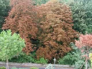 Befallener Baum Rosskastanien-Miniermotte Cameraria ohridella Horse-Chestnut Leafminer