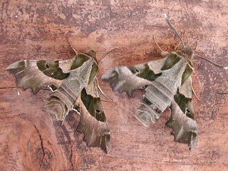 Nachtkerzenschwrmer Willowherb Hawk-moth Proserpinus proserpina (33552 Byte)