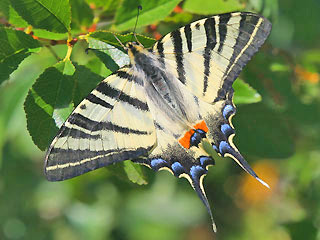 Segelfalter Iphiclides podalirius Scarce Swallowtail 