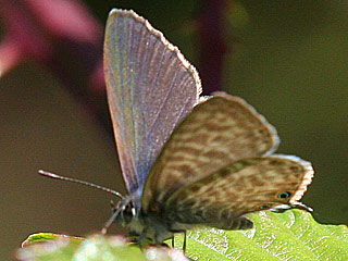 Mnnchen Kleiner Wanderbluling Leptotes pirithous Lang's Shart-tailed Blue