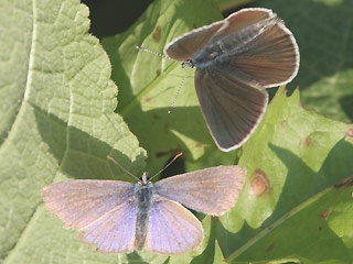 Balz Rotklee-Bläuling Violetter Wald-Bläuling Polyommatus semiargus Mazarine Blue