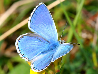 Männchen Himmelblauer Bläuling Polyommatus (Meleageria)(Lysandra) bellargus Adonis Blue Bläuling