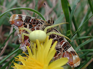 Landkärtchen   Araschnia levana   Map Butterfly  (23233 Byte)