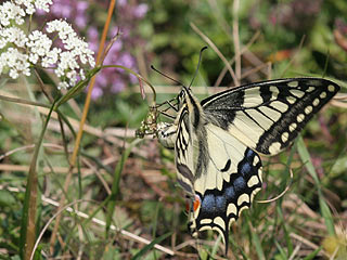 Eiablage Schwalbenschwanz Papilio machaon Swallowtail