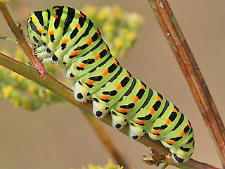Raupe Schwalbenschwanz Papilio machaon Swallowtail