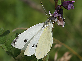 Weibchen Kleiner Kohlweißling   Pieris rapae   Small White (25452 Byte)