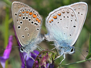 Paarung Vogelwicken-Bläuling Polyommatus (Plebicula) amandus Amanda's Blue