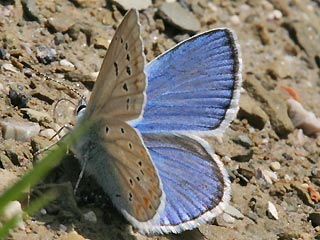 Männchen Wundklee-Bläuling Polyommatus dorylas Turquoise Blue