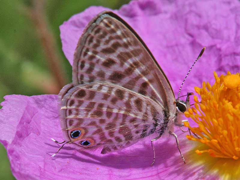  Kleiner Wanderbluling Leptotes pirithous Lang's Shart-tailed Blue