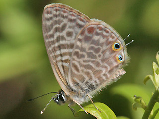 Kleiner Wanderbluling Leptotes pirithous Lang's Shart-tailed Blue