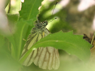 Weibchen Bergweiling Pieris bryoniae Mountain Green-veined White