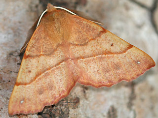Federfhler-Herbstspanner Colotois pennaria Feathered Thorn