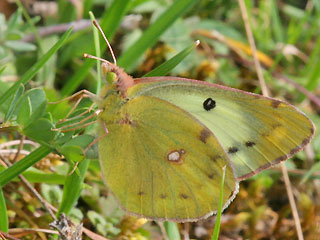 Eier ablegendes Weibchen Colias alfacariensis Hufeisenklee-Weiüling, Bergers Clouded Yellow