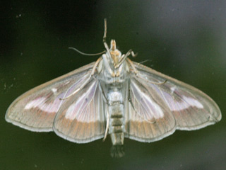 Glyphodes perspectalis Buchsbaum-Znsler